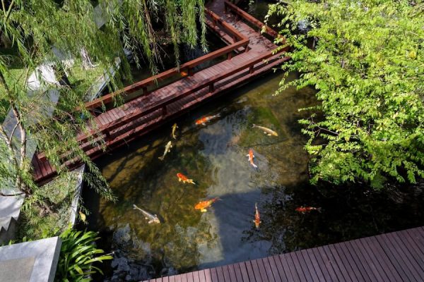 Koi pond beneath trees with a wooden bridge winding through the hotel garden